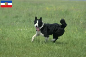 Read more about the article Criadores de cães e cachorros da raça Karelian Bear em Schleswig-Holstein