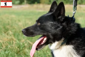 Read more about the article Criador de cães e cachorros Karelian Bear em Berlim