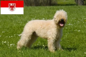 Read more about the article Criadores de Irish Soft Coated Wheaten Terrier e cachorros em Brandenburg