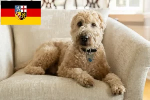 Read more about the article Criadores de Irish Soft Coated Wheaten Terrier e cachorros em Saarland