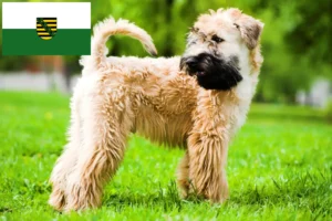 Read more about the article Criadores e cachorros de Irish Soft Coated Wheaten Terrier na Saxónia