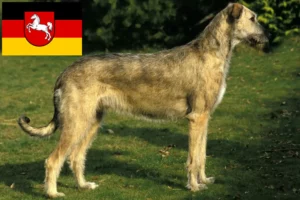 Read more about the article Criadores de Irish Wolfhound e cachorros na Baixa Saxónia