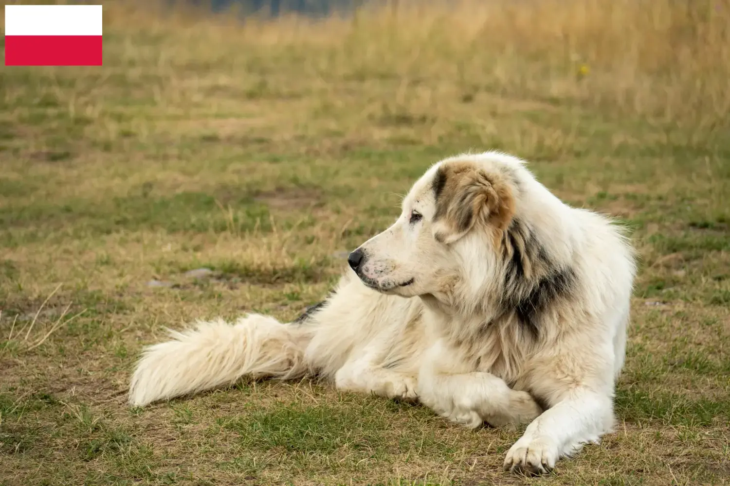 Read more about the article Criadores de Aidi e cachorros na Polónia