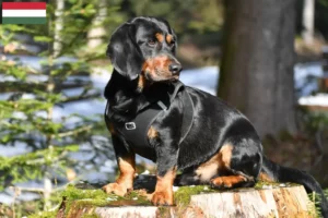 Read more about the article Criadores de Dachsbracke alpino e cachorros na Hungria