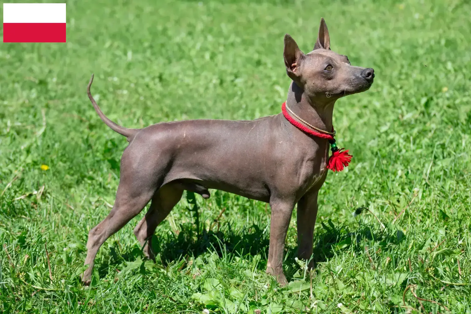 Read more about the article Criadores de American Hairless Terrier e cachorros na Polónia