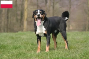 Read more about the article Appenzell Mountain Dog Breeder e cachorros na Polónia