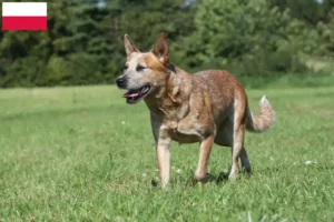 Read more about the article Criadores de Australian Cattle Dog e cachorros na Polónia