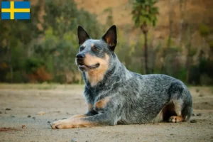 Read more about the article Criadores de Australian Cattle Dog e cachorros na Suécia