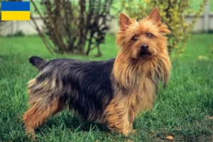 Read more about the article Criadores de Australian Terrier e cachorros na Ucrânia