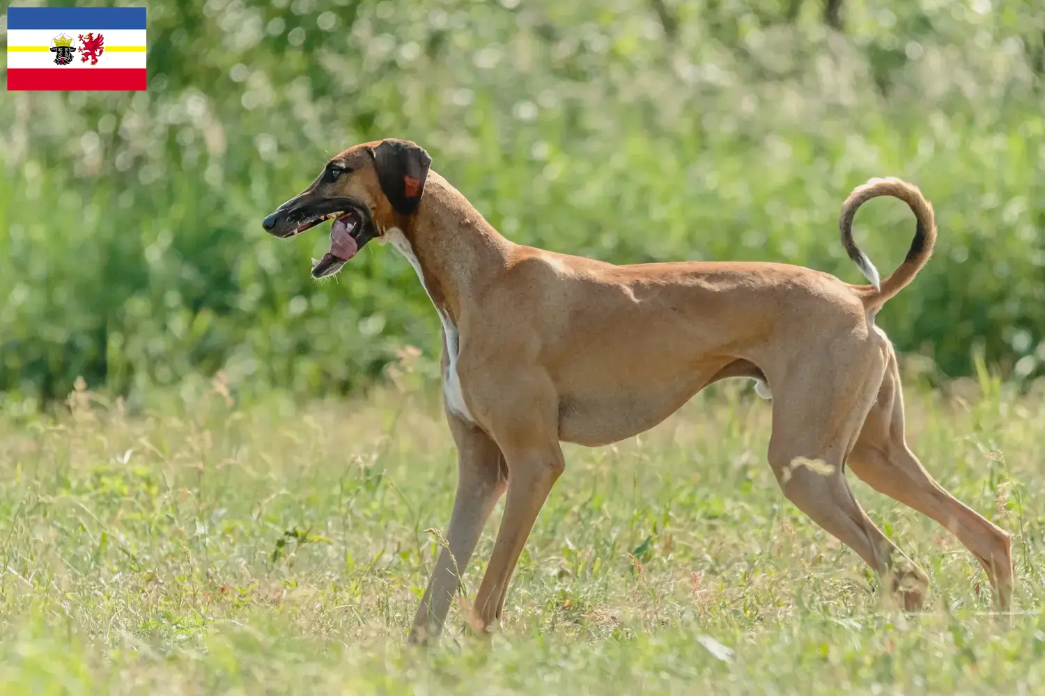 Read more about the article Criadores de Azawakh e cachorros em Mecklenburg-Vorpommern