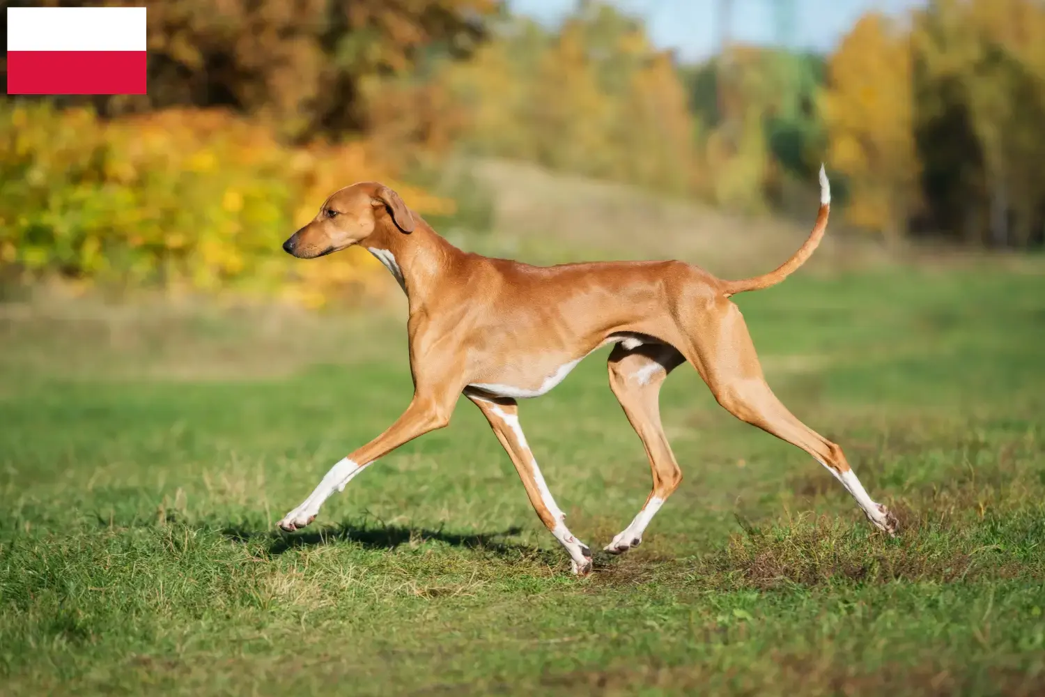 Read more about the article Criadores de Azawakh e cachorros na Polónia