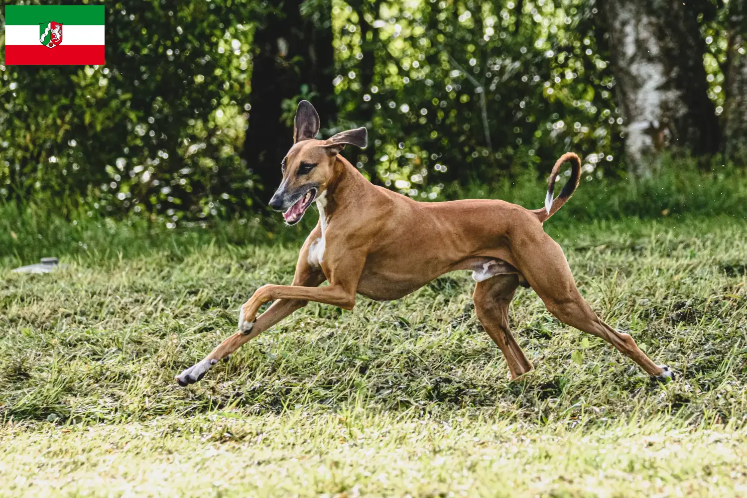 Read more about the article Criadores de Azawakh e cachorros na Renânia do Norte-Vestefália