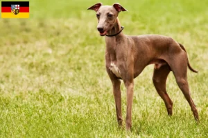 Read more about the article Criadores de Azawakh e cachorros em Sarre