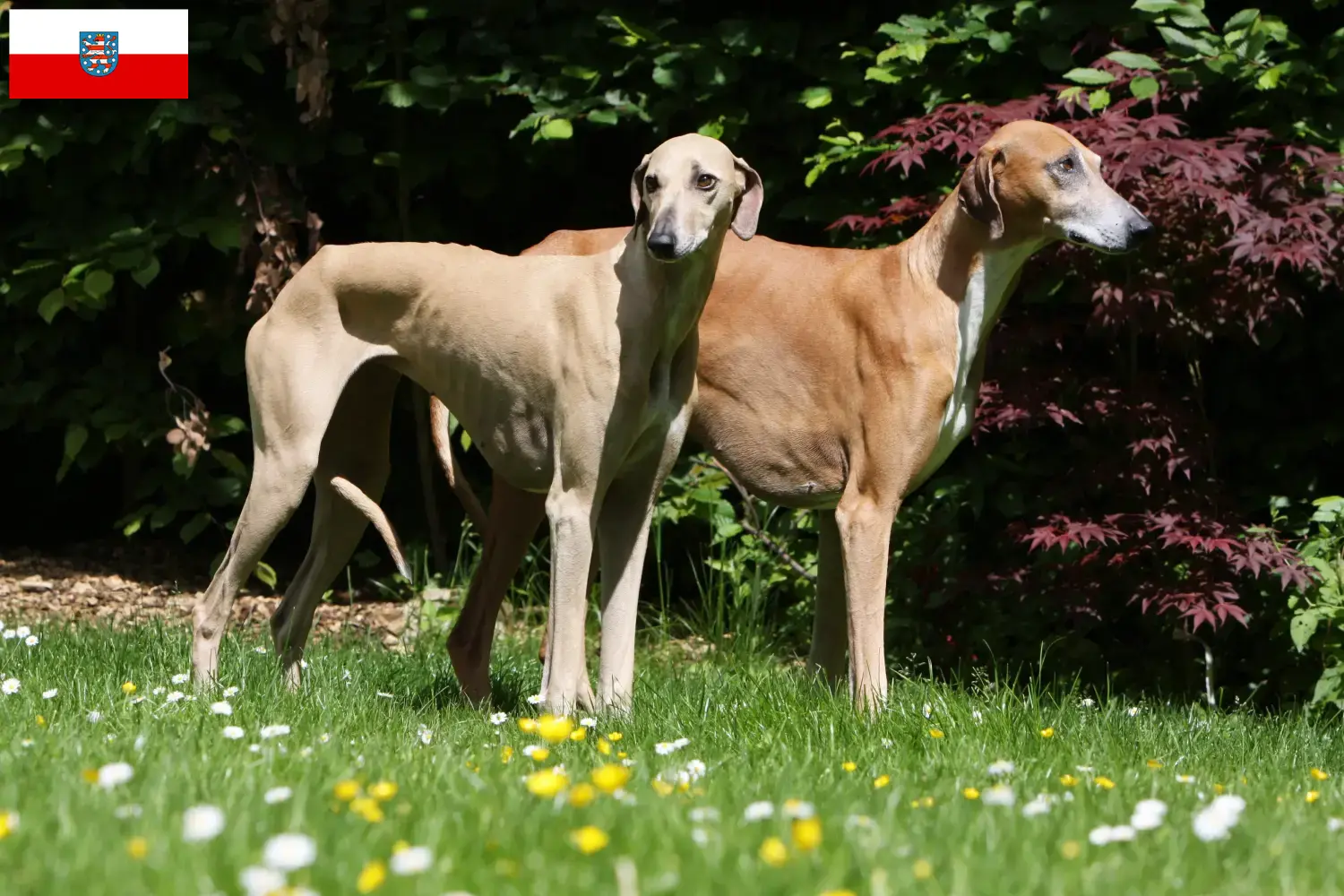 Read more about the article Criadores de Azawakh e cachorros na Turíngia