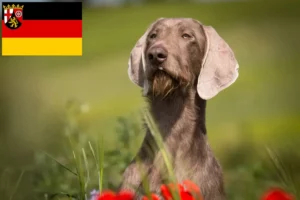 Read more about the article Criadores de barba ruiva eslovaca e cachorros na Renânia-Palatinado