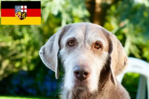 Read more about the article Criador de barba áspera eslovaca e cachorros em Saarland