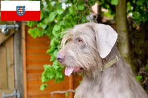 Read more about the article Criadores de barba ruiva eslovaca e cachorros na Turíngia