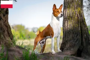 Read more about the article Criadores de Basenji e cachorros na Polónia