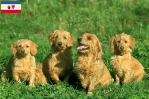 Read more about the article Criadores de Basset fauve de Bretagne e cachorros em Mecklenburg-Vorpommern