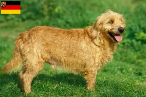 Read more about the article Criadores de Basset fauve de Bretagne e cachorros na Renânia-Palatinado