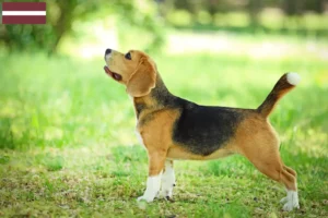 Read more about the article Criadores de Beagle e cachorros na Letónia