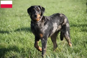 Read more about the article Criadores de Beauceron e cachorros na Polónia