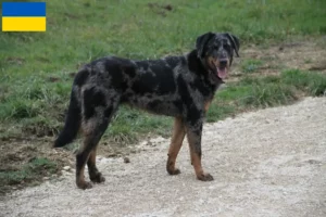 Read more about the article Criadores de Beauceron e cachorros na Ucrânia