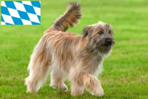 Read more about the article Berger des Pyrenees criadores e cachorros na Baviera