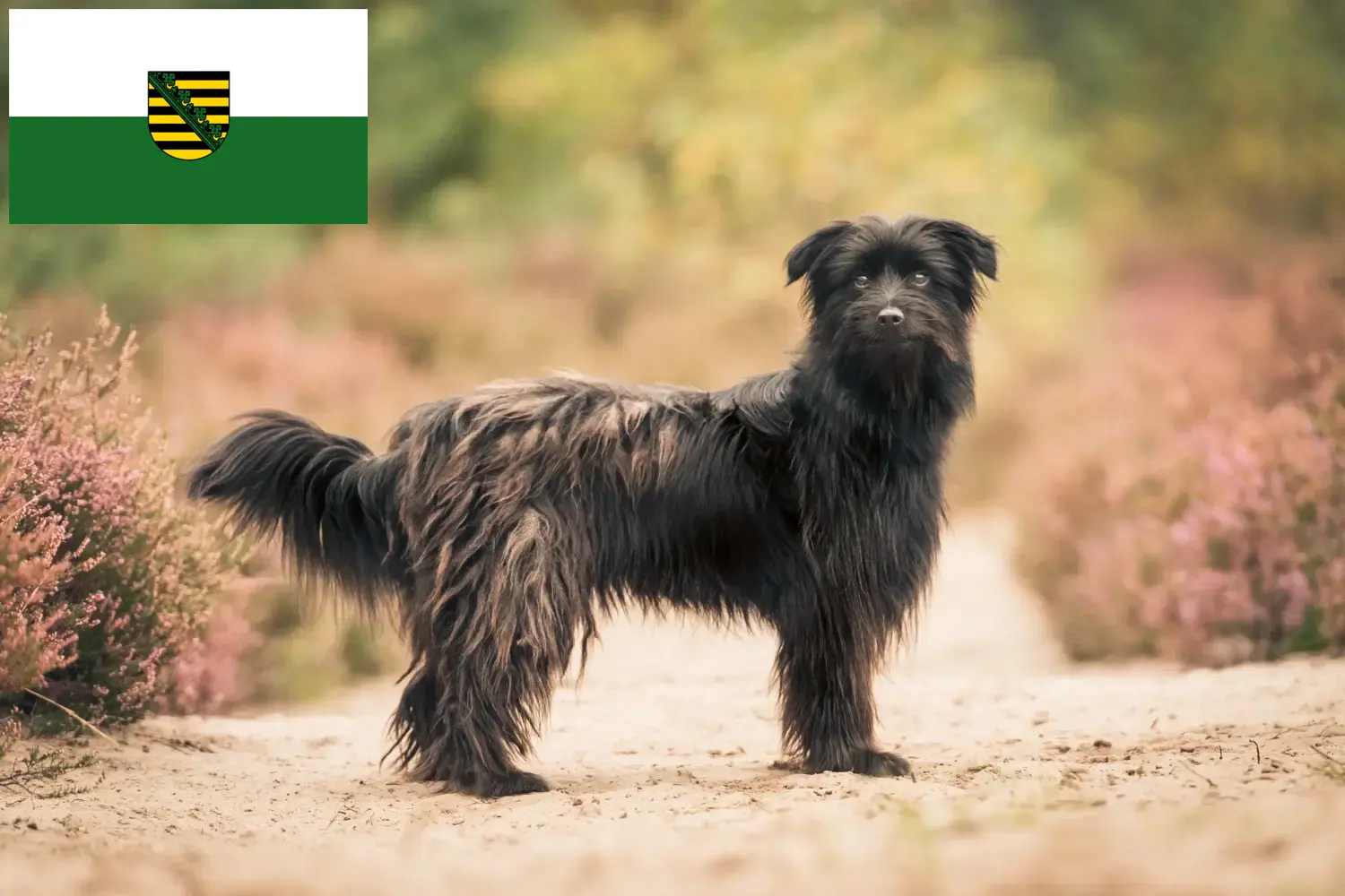 Read more about the article Berger des Pyrenees criadores e cachorros em Saxónia