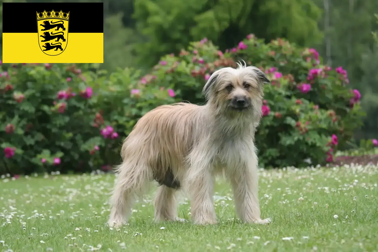 Read more about the article Berger des Pyrenees criadores e cachorros em Baden-Württemberg