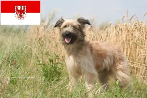 Read more about the article Berger des Pyrenees criadores e cachorros em Brandenburg