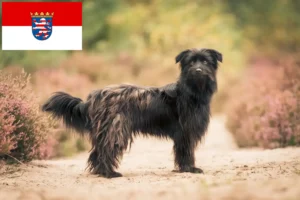 Read more about the article Berger des Pyrenees criadores e cachorros em Hessen