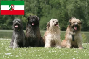 Read more about the article Berger des Pyrenees criadores e cachorros na Renânia do Norte-Vestefália