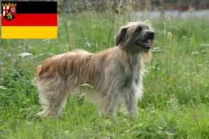 Read more about the article Berger des Pyrenees criadores e cachorros em Rhineland-Palatinate