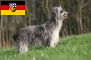 Read more about the article Berger des Pyrenees criadores e cachorros em Saarland