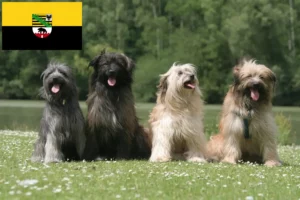 Read more about the article Berger des Pyrenees criadores e cachorros em Saxónia-Anhalt