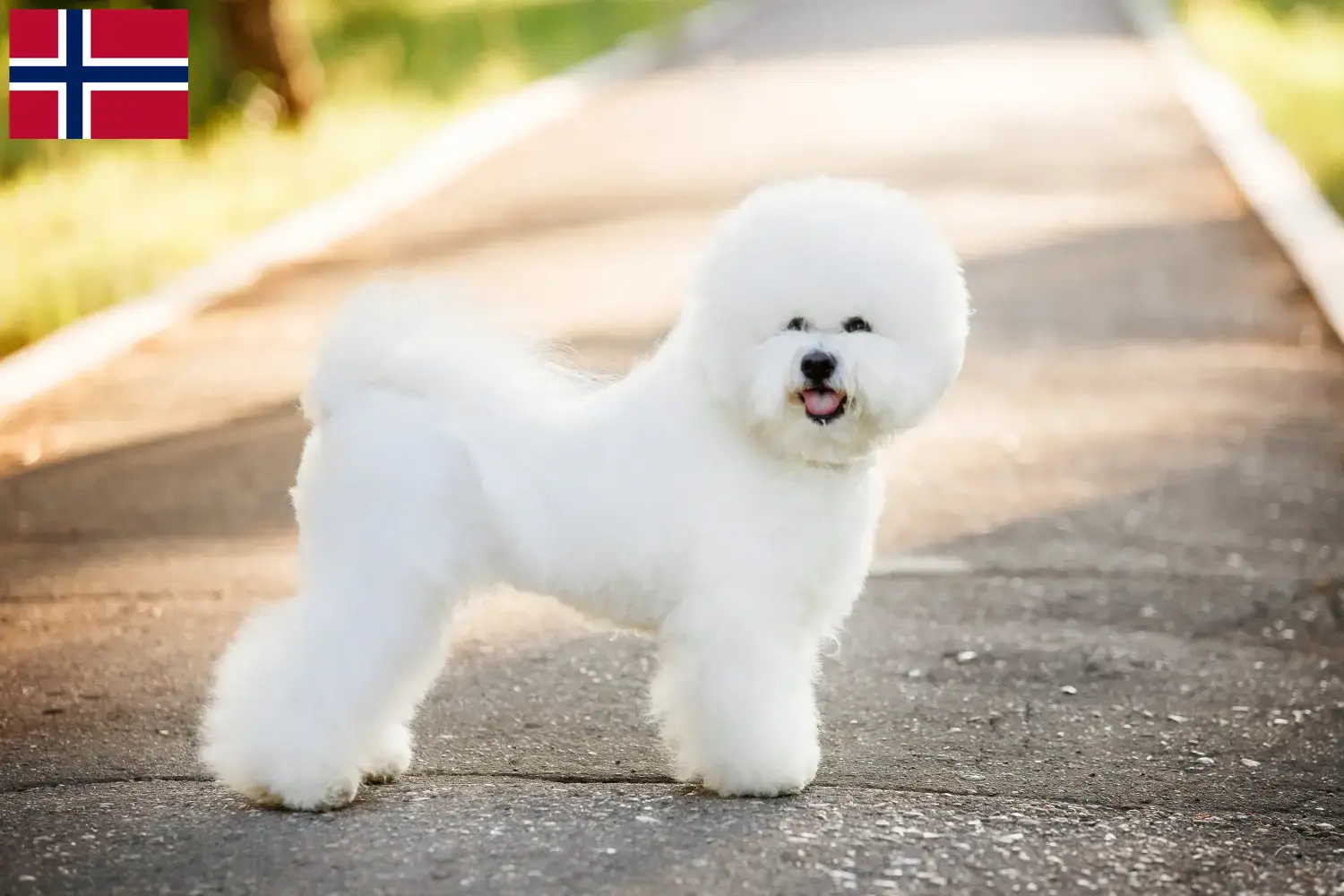 Read more about the article Criadores de Bichon Frisé e cachorros na Noruega