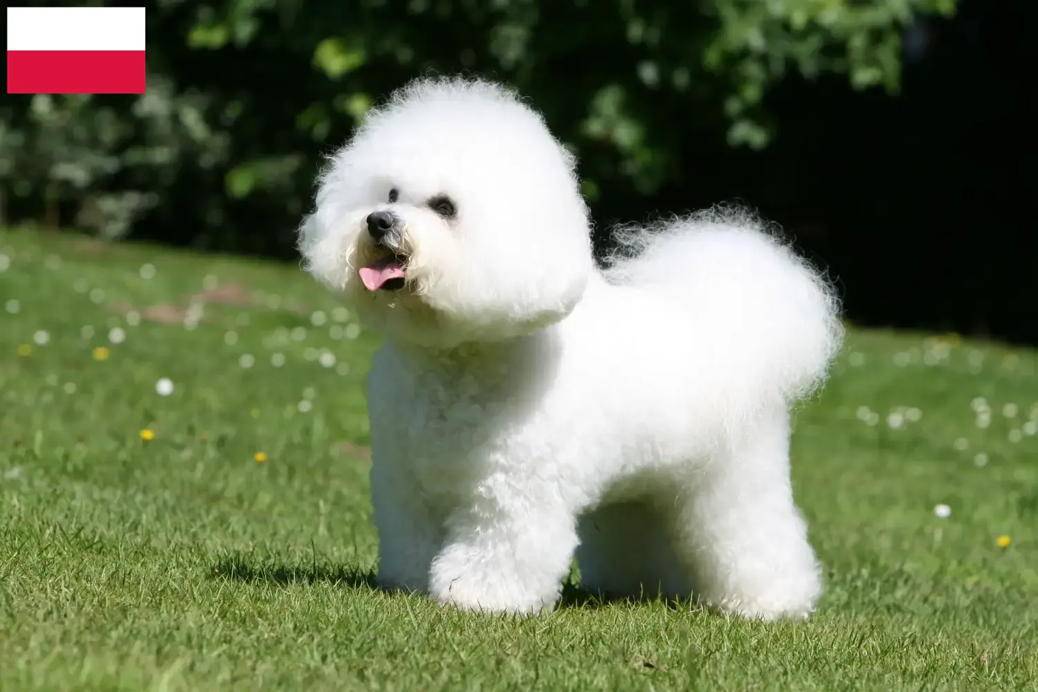 Read more about the article Criadores de Bichon Frisé e cachorros na Polónia