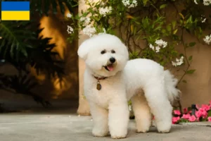 Read more about the article Criadores de Bichon Frisé e cachorros na Ucrânia