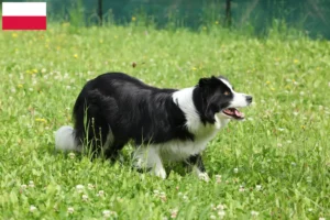 Read more about the article Criadores de Border Collie e cachorros na Polónia