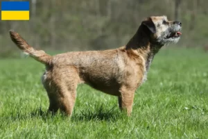 Read more about the article Criadores de Border Terrier e cachorros na Ucrânia