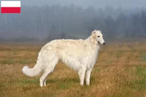 Read more about the article Criadores de Borzoi e cachorros na Polónia