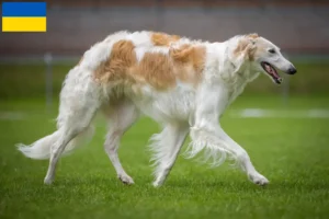 Read more about the article Criadores de Borzoi e cachorros na Ucrânia