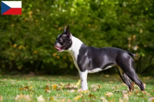 Read more about the article Criadores de Boston Terrier e cachorros na República Checa