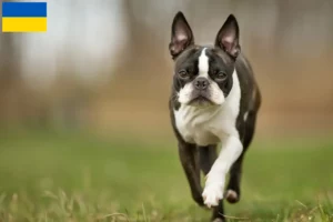 Read more about the article Criadores de Boston Terrier e cachorros na Ucrânia