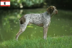 Read more about the article Braque français tipo Pyrénées criadores e cachorros em Berlim