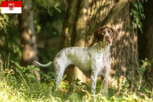 Read more about the article Braque français type Pyrénées criadores e cachorros em Brandenburg