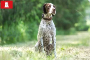 Read more about the article Braque français type Pyrénées criadores e cachorros em Hamburgo