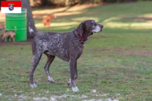 Read more about the article Braque français type Pyrénées criadores e cachorros em Hessen