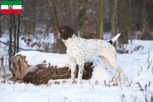 Read more about the article Braque français type Pyrénées criadores e cachorros na Renânia do Norte-Vestefália